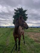  Pur-sang de 6 ans à remettre tranquillement au travail