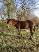 Odyss&eacute;e du Beuvron