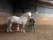 Belle opportunit&eacute; pour &eacute;levage, sport ou show