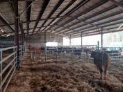 Sheep farm  Dordogne