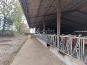 Sheep farm  Dordogne