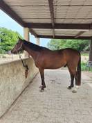 Cheval de sport  de 4 ans