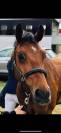 Poney sport à vendre 