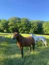 Poney sport à vendre 