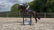 Cheval de dressage super polyvalent 