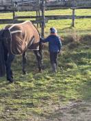 Cheval de dressage super polyvalent 