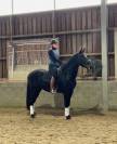 Cheval de dressage super polyvalent 