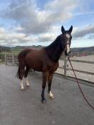 Super cheval prometteur de confiance 