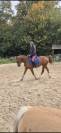 Cheval, Arabe, 5 Ans