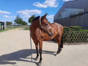 Jument de sport pour amateur