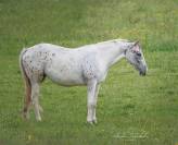 Un cheval comme un conte de fées ! 