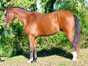 Hongre par Cooper Van de Heffinck - 3 ans 