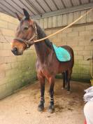 Gentille Jument à prendre en demi-pension