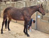 Gentille Jument à prendre en demi-pension