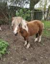 Poneys shetland 