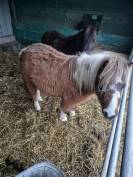 Poneys shetland 