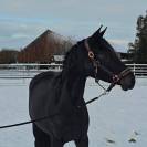 Jolie jument noire CSO de 5 ans à vendre