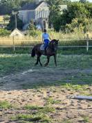 Hongre 9 ans cob croisé frison 