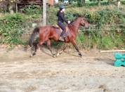 Hongre 6 ans 