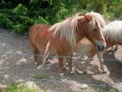 Poney poulain Shetland 