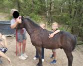 A Reserver Poulain Mérens male PHOENIX