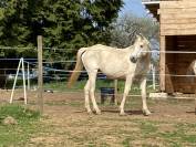 Jument pur sang arabe 