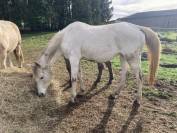 Jument pur sang arabe 