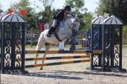 Gelding French Saddle Pony For sale 2017 Grey