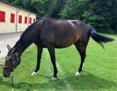 Jument SF 9 bai brun