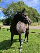 Jument SF 9 bai brun