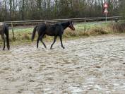 Superbe jument de 6 ans loisir