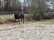Superbe jument de 6 ans loisir