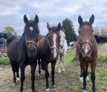 Jument pour sport ou élevage 