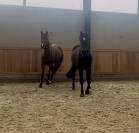 Jument pour sport ou élevage 