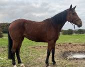 Jument pour sport ou élevage 