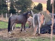 Ponette welsh mountain de 7 ans