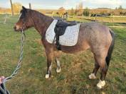 Ponette welsh mountain de 7 ans