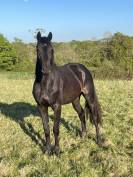 Merrie Selle Français Te koop 2023 Bruin / Bai ,  HEROE DE CAFENY