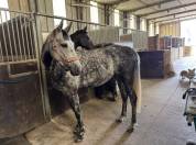 Merrie Zangersheide Te koop 2000 Schimmel ,  Columbus Z