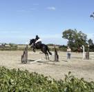 Hongre de 7 ans à vendre 