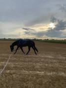 Hongre de 7 ans à vendre 