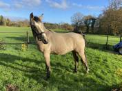 Jolie pouliche de 2024