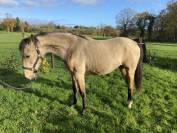 Jolie pouliche de 2024