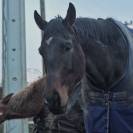 Demi Pension - Lion Storm