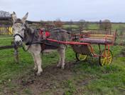 Ânes ânesses anons 