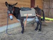 Ânes ânesses anons 