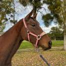 Jument de 3 ans en 2026