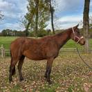 Jument de 3 ans en 2026