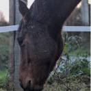 Jument de 3 ans en 2026