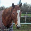 Hongre de 3 ans en 2026